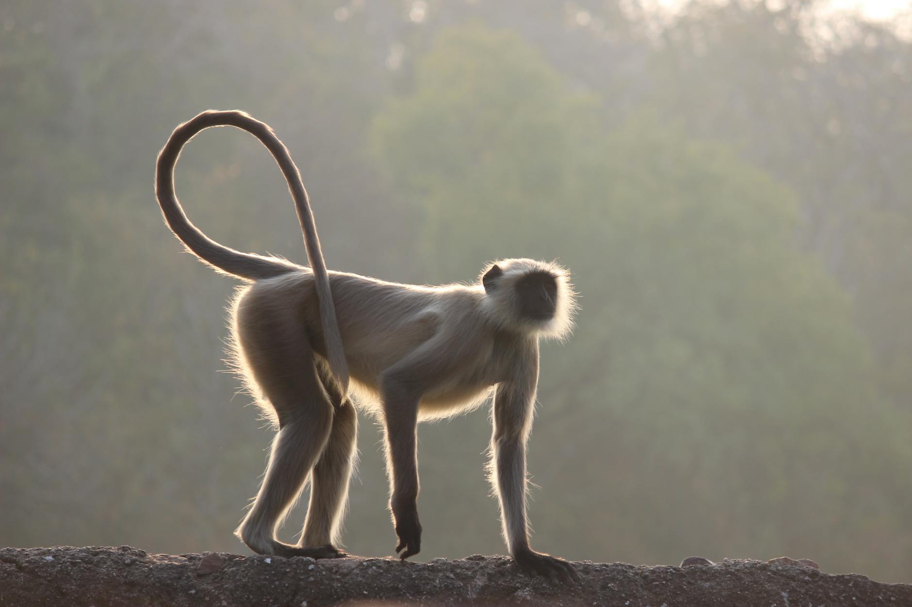 India at golden hour