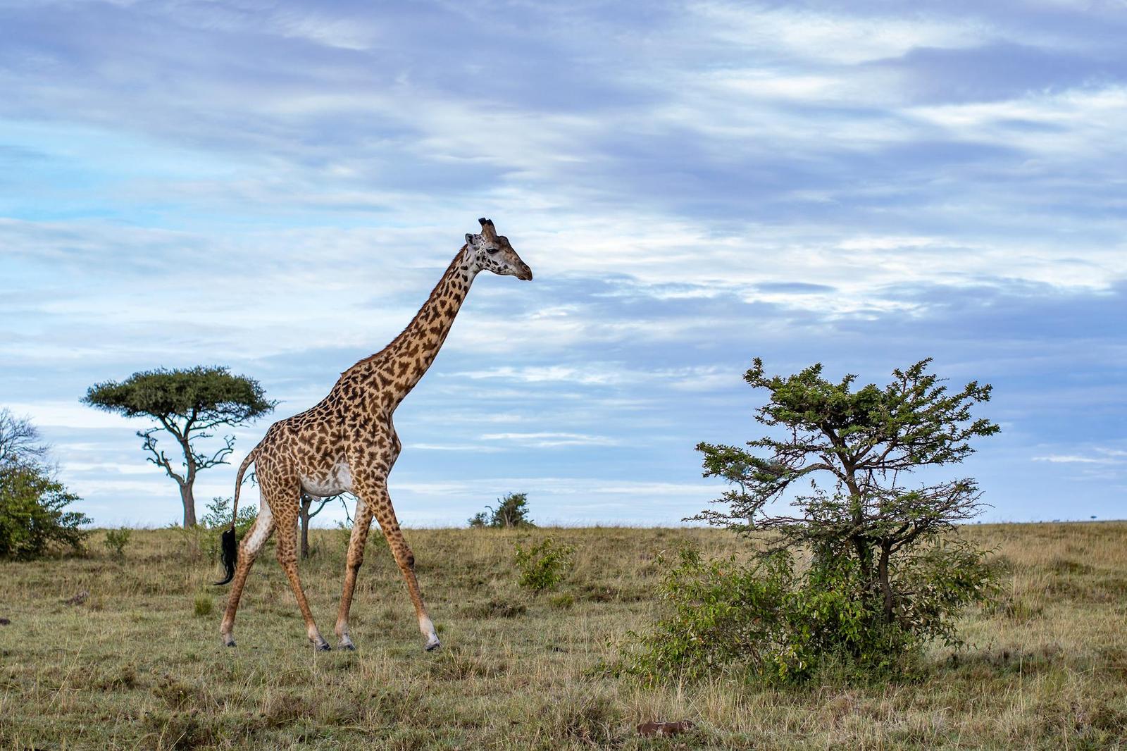 A giraffe strides gracefully across the expansive African savanna under a vivid blue sky