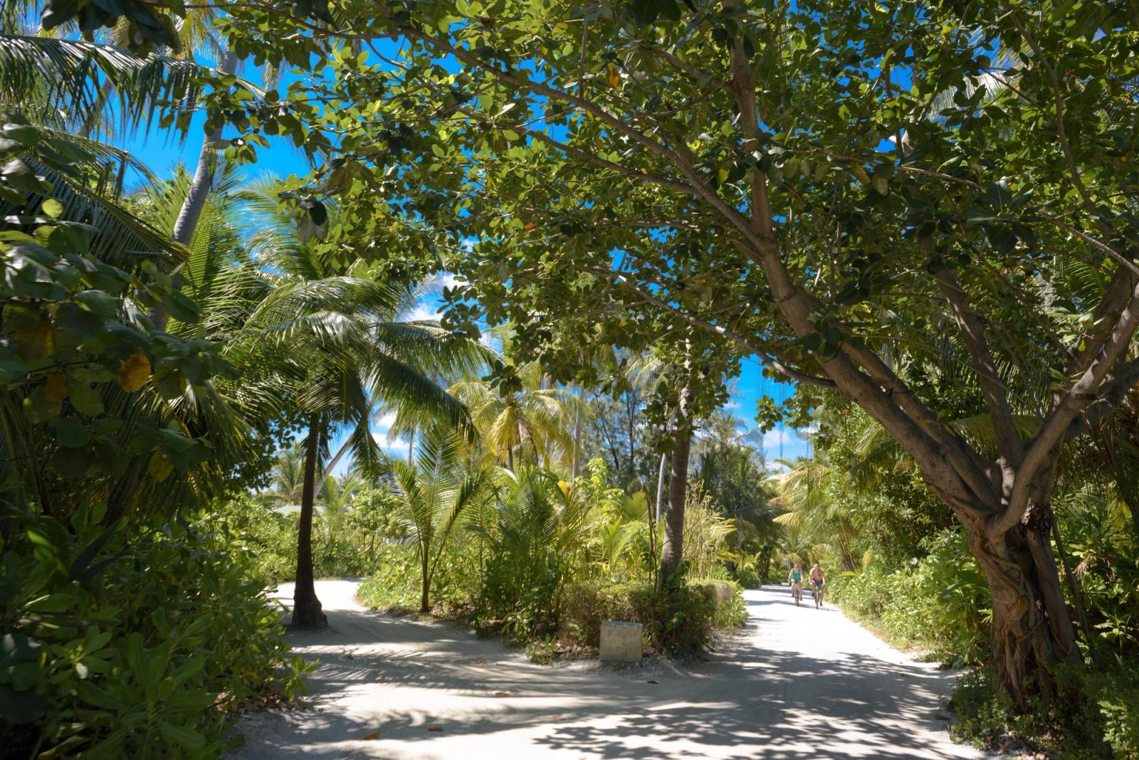 A scenic tropical path in the Maldives, surrounded by lush greenery and vibrant sunlight