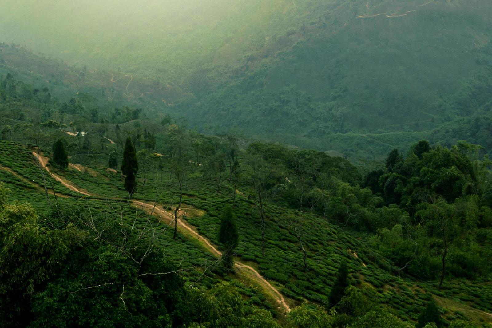 Terraced tea plantation on a misty forested hillside