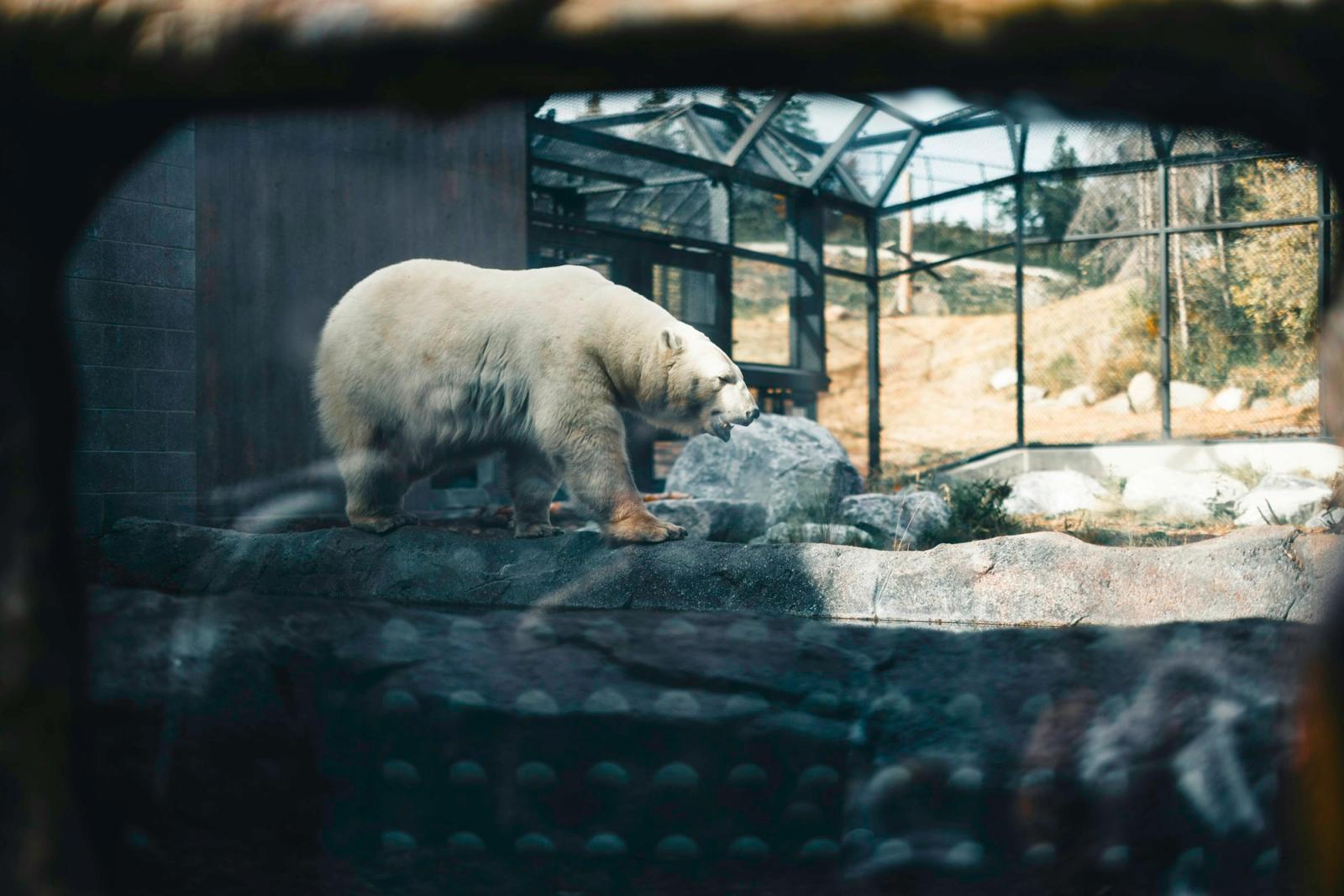 A polar bear walking over rocks inside a zoo enclosure