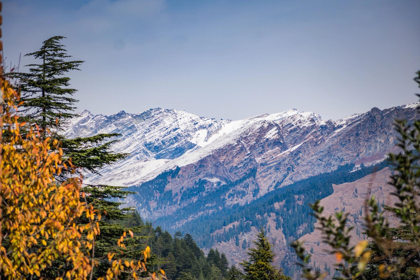 Snow-covered mountain peaks framed by autumn foliage and pines