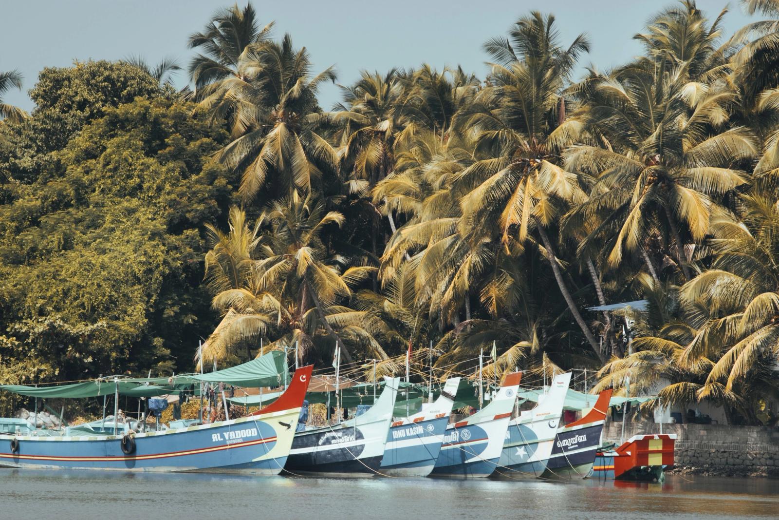 Scenic view of colorful boats moored among lush palm trees along Kozhikode's serene coastline in India