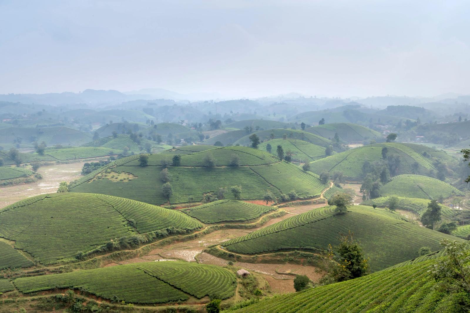 Aerial view of lush green tea plantations in the misty hills of Sapa, Vietnam