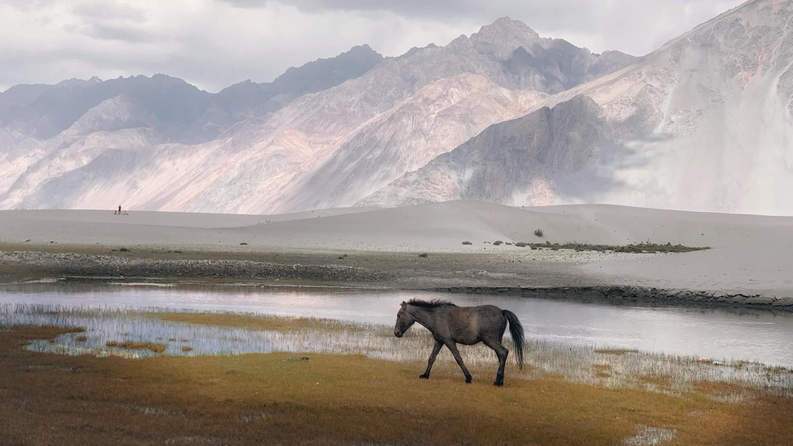 Nubra Valley on day 4, India