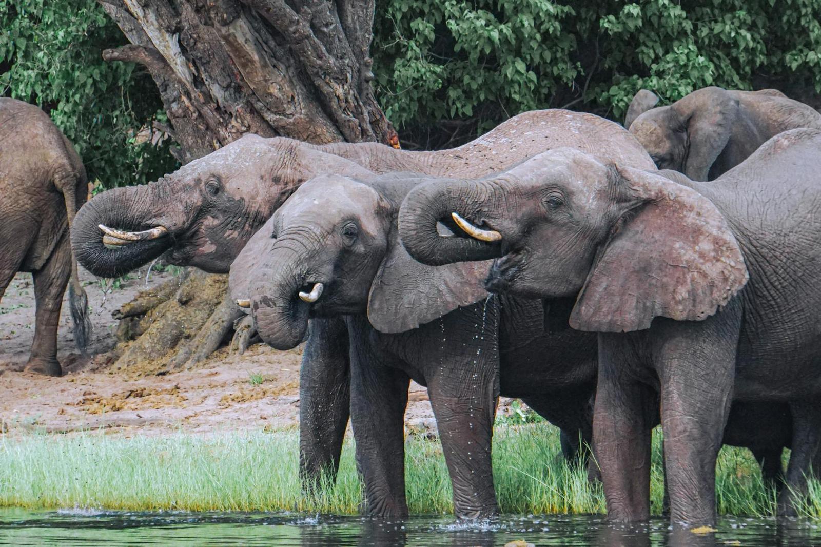 Chobe Day Safari, Zimbabwe