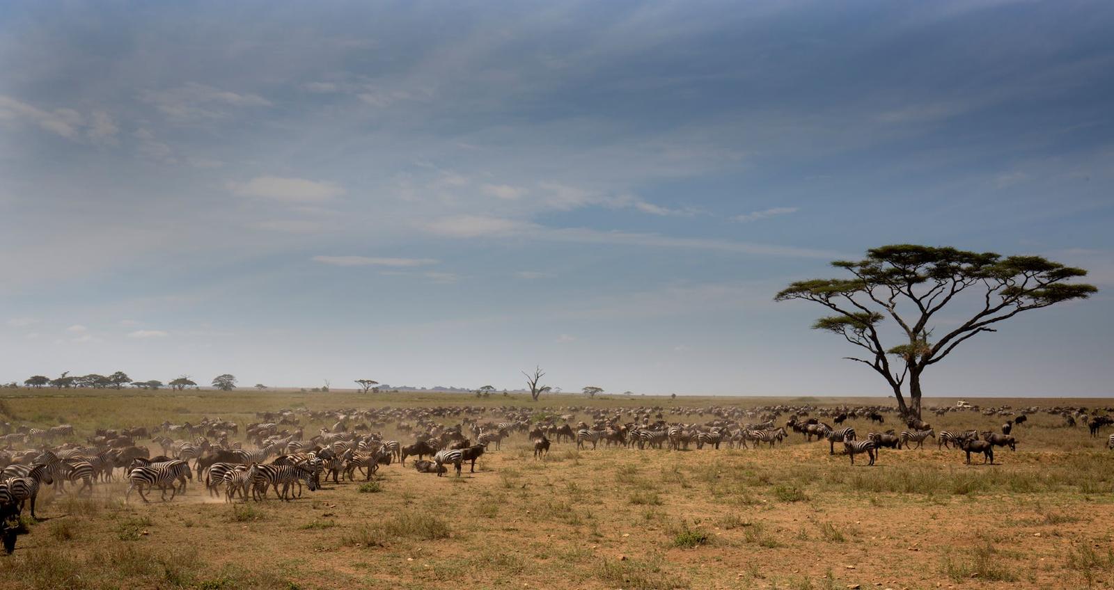 Serengeti, Kenya + Tanzania