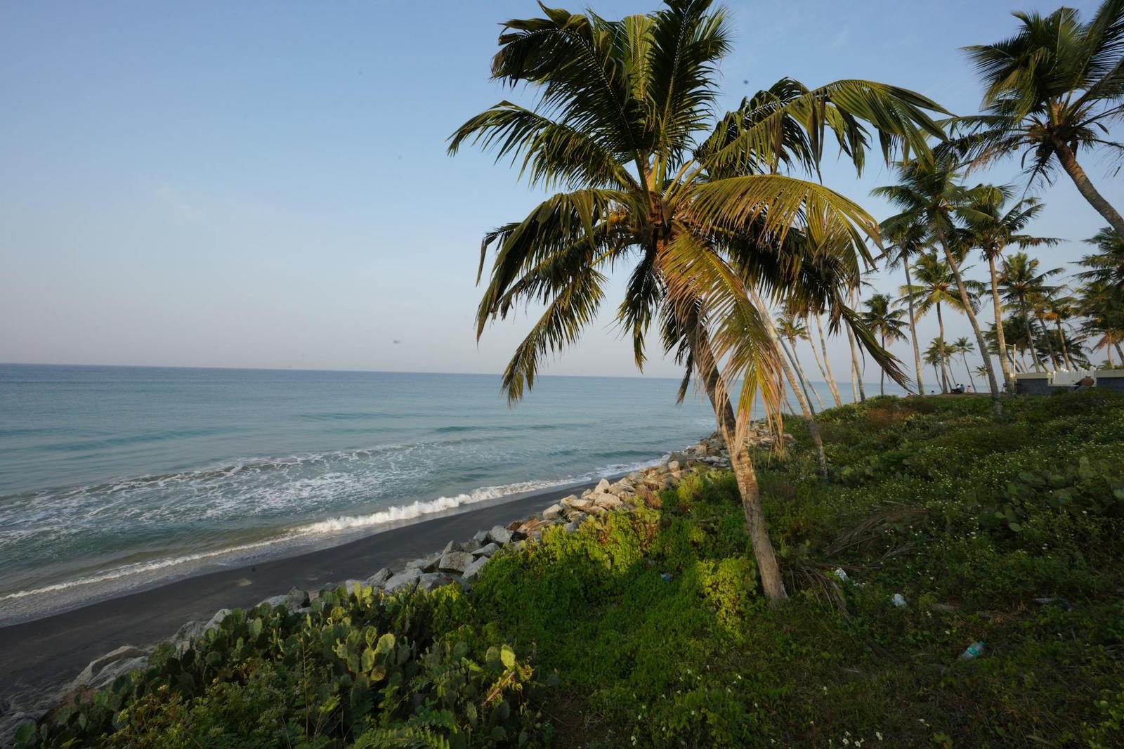 A leaning coconut palm over a rocky shoreline with gentle waves