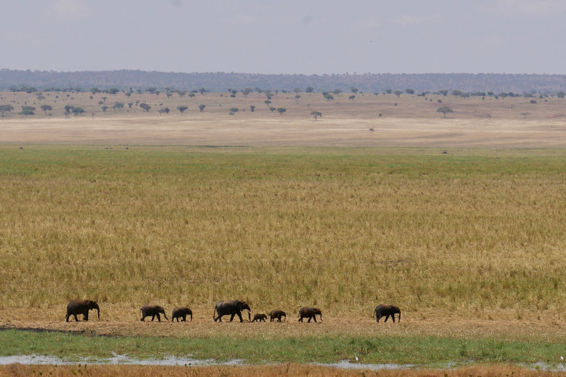Swamp herds — Amboseli, Kenya