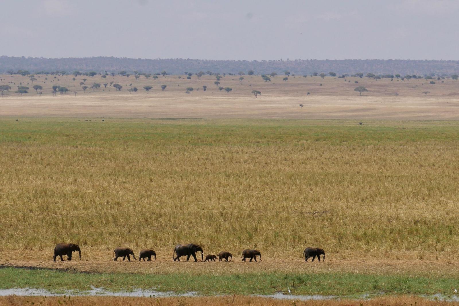 Swamp herds — Amboseli, Kenya