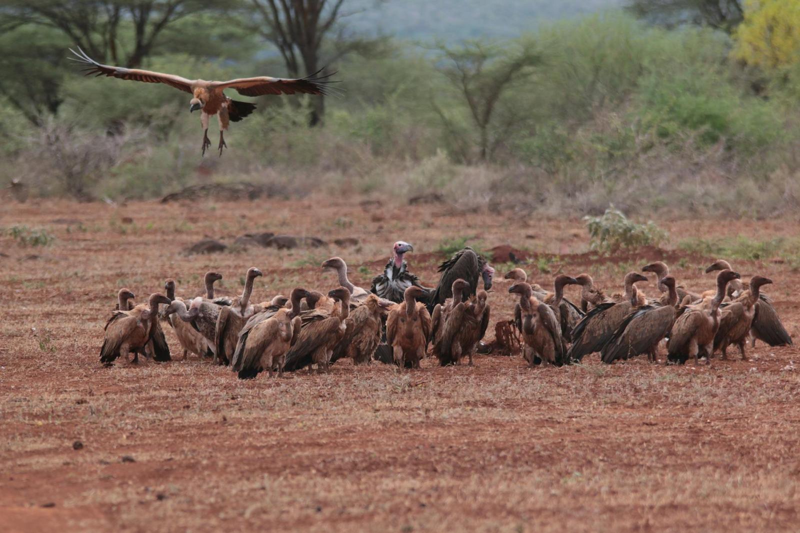 Samburu rare species — Kenya