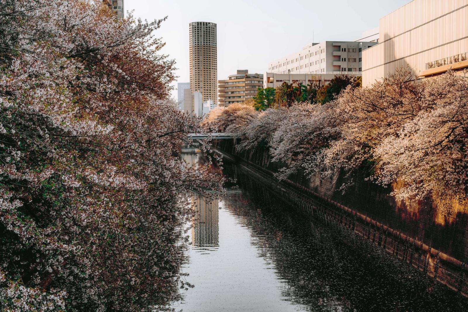 Beautiful cherry blossoms line the Meguro River in Tokyo during spring