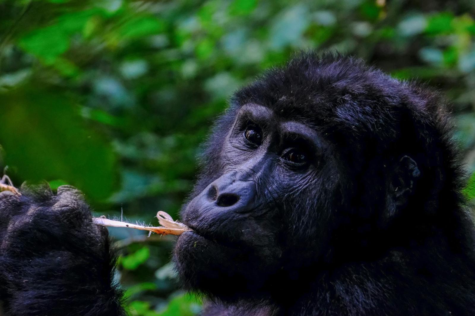 2 Gorilla Treks, Uganda