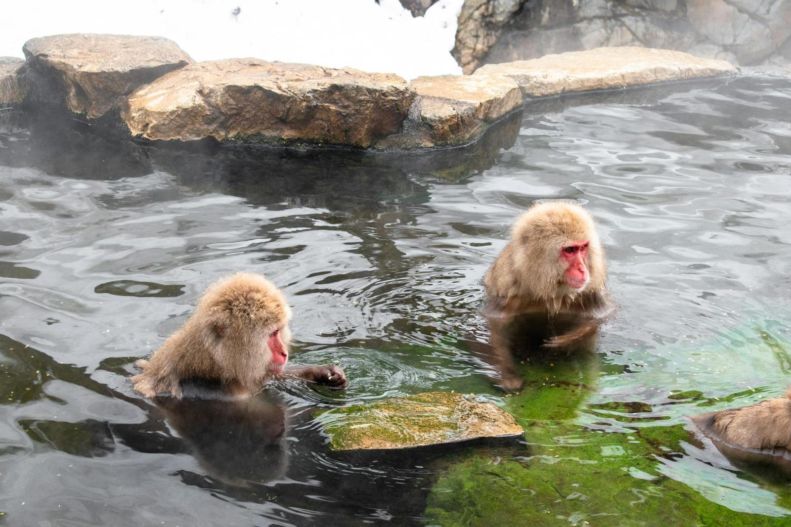 Nagano Snow Monkey Park, Japan