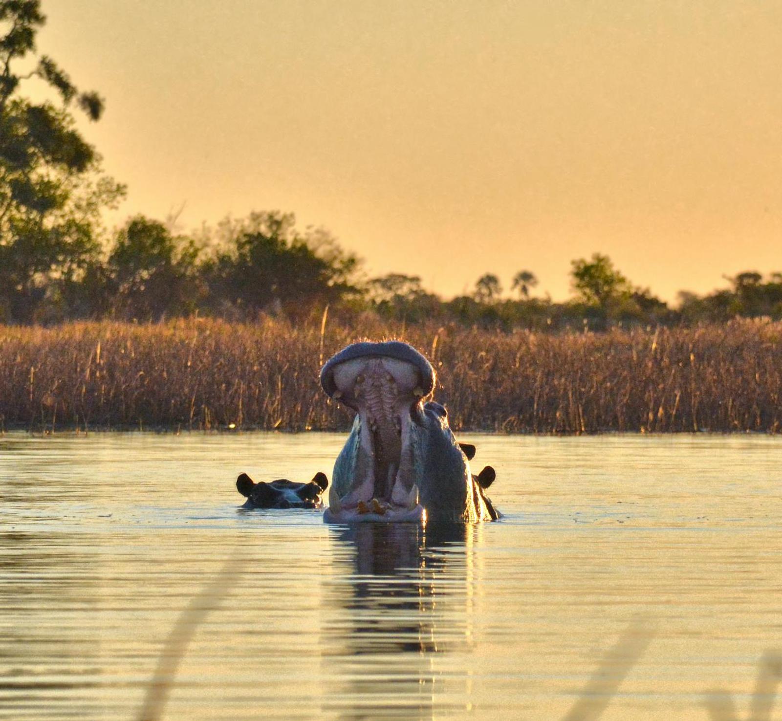 Okavango Delta, Botswana + Zimbabwe