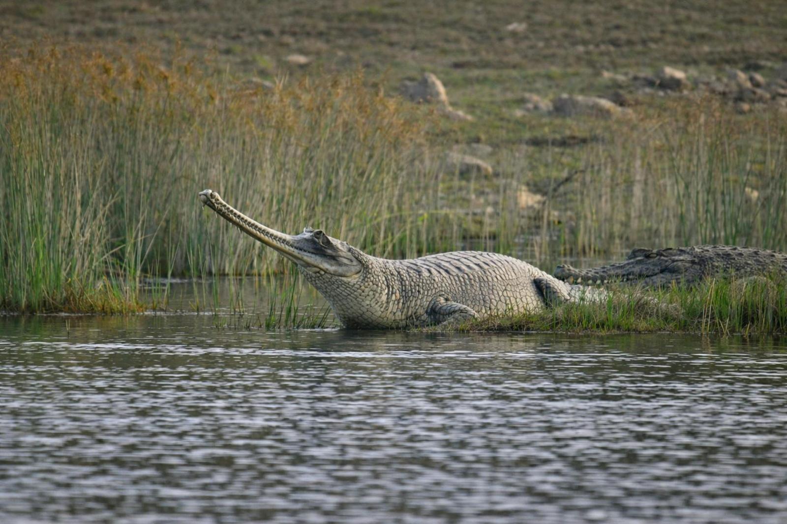 A long-snouted gharial resting at the water's edge among reeds