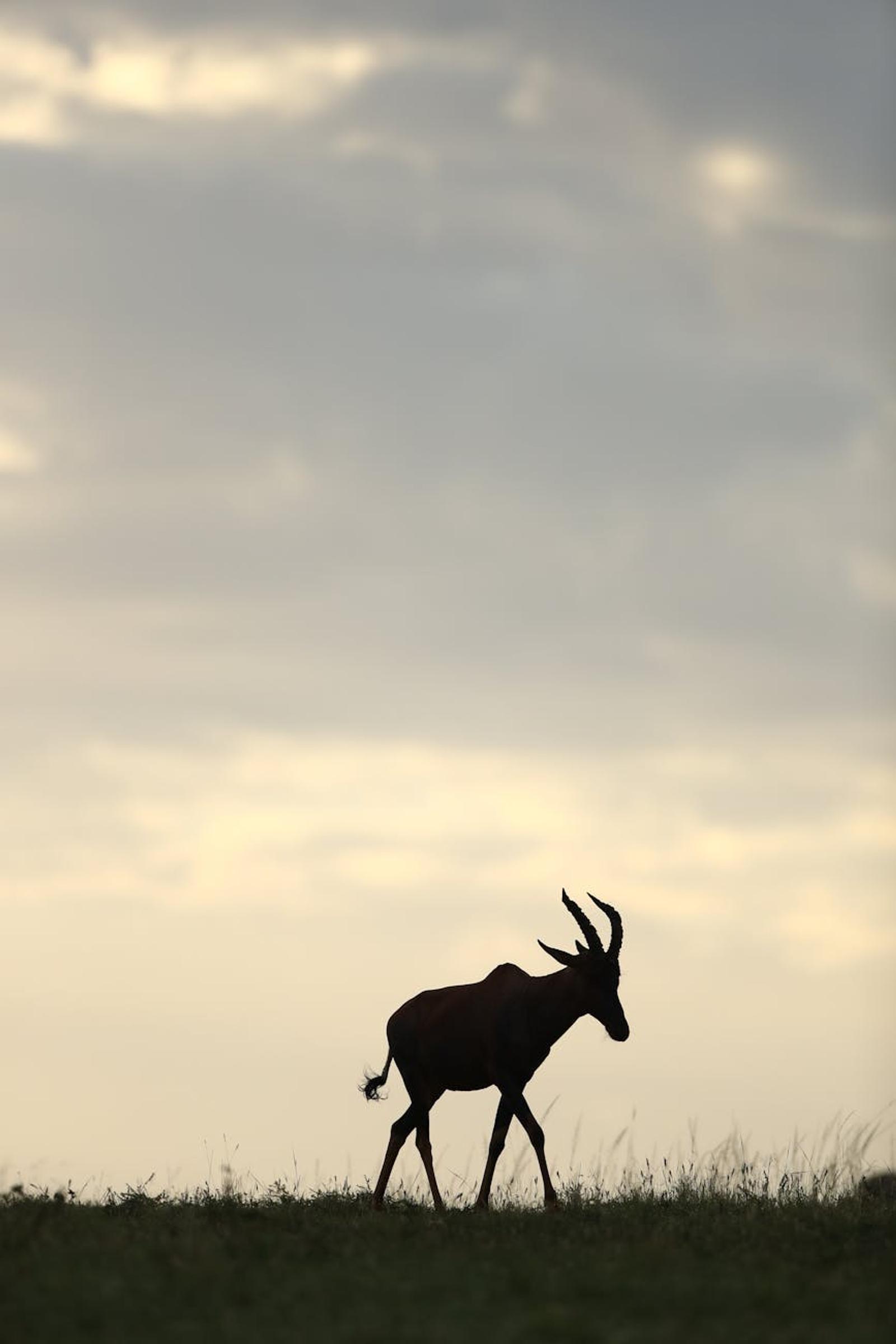 Nakruru Masai Mara — Kenya