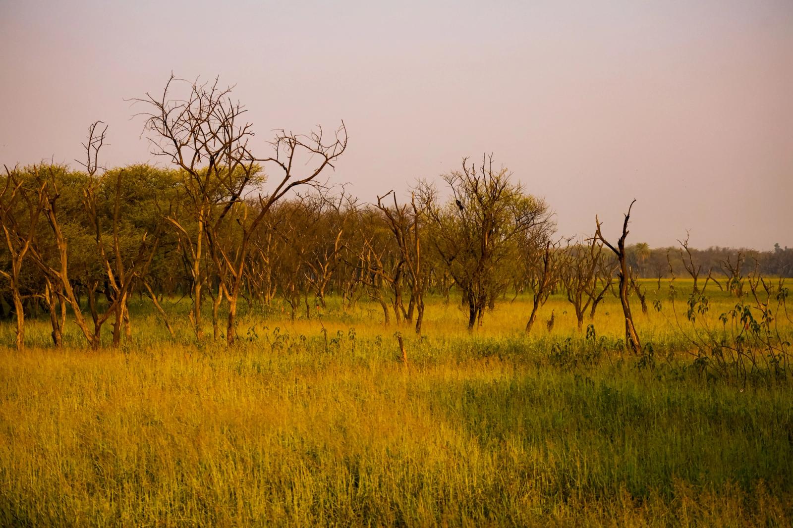 Beautiful golden hour light over a field with dry trees in Bhopal, India