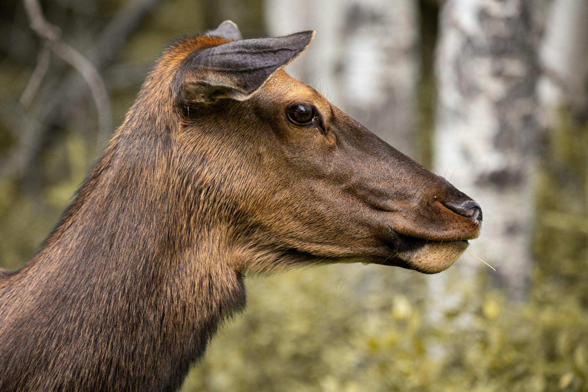 Elk — Jasper, Canada