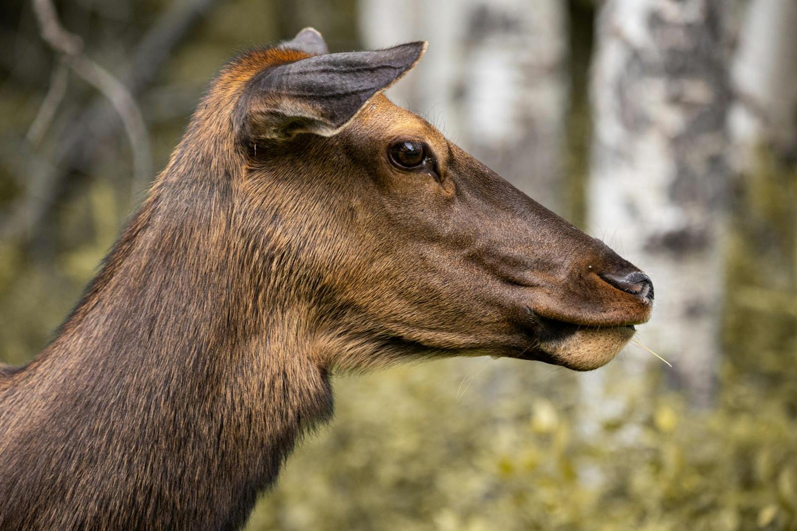 Elk — Jasper, Canada