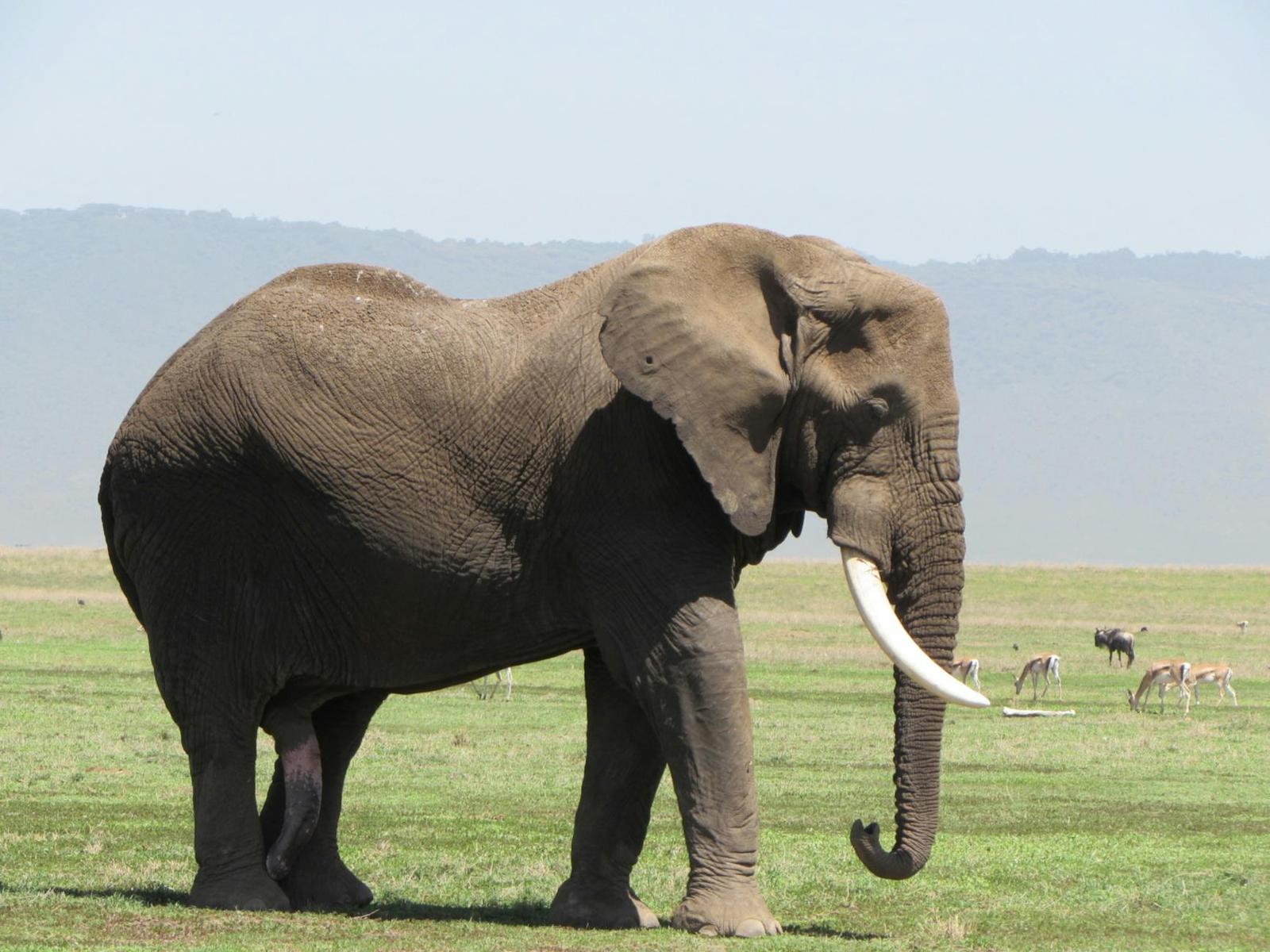 Ngorongoro Crater, Kenya + Tanzania