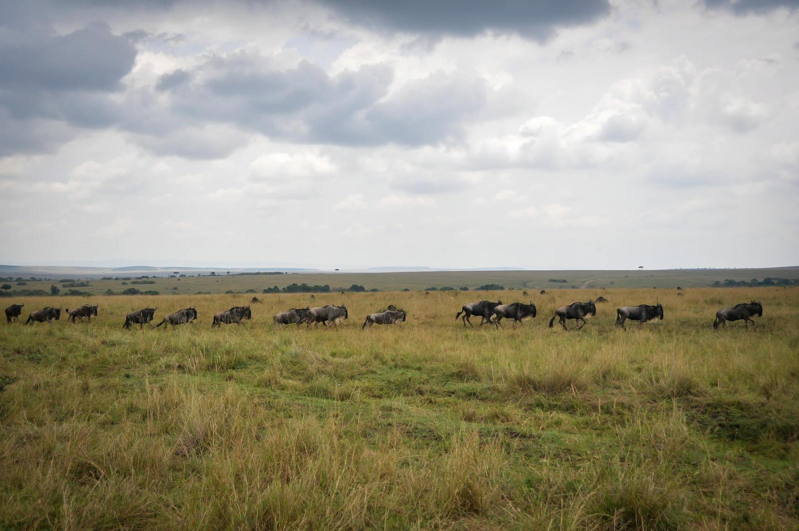 Masai Mara Wildlife, Kenya