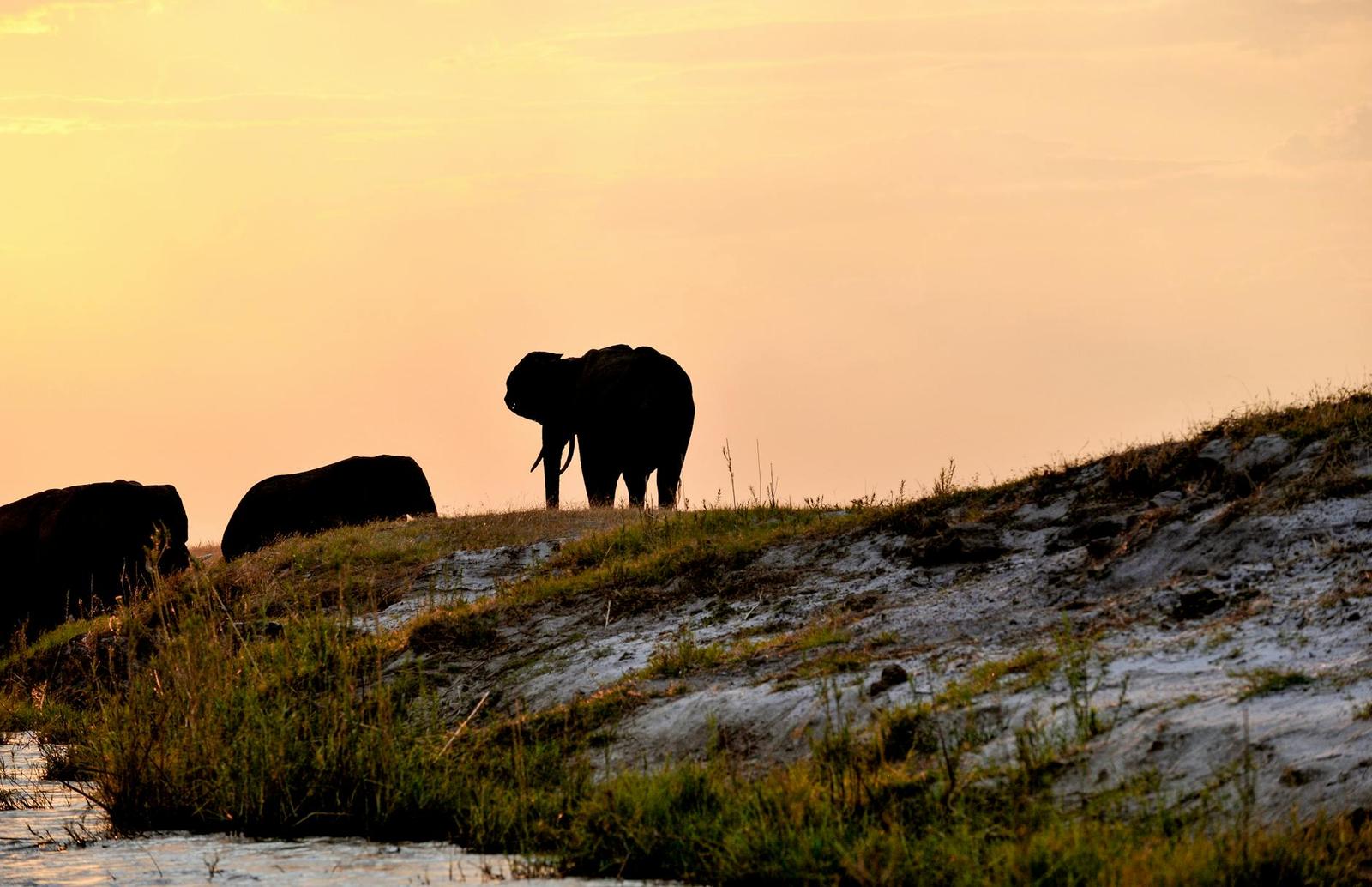 Silhouette of African elephants at Chobe River, Botswana during sunset