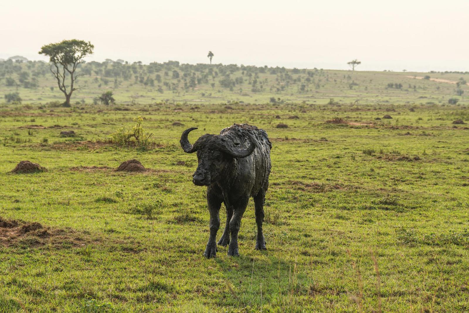 A lone African Cape buffalo in the savannah landscape, surrounded by lush greenery and scattered trees