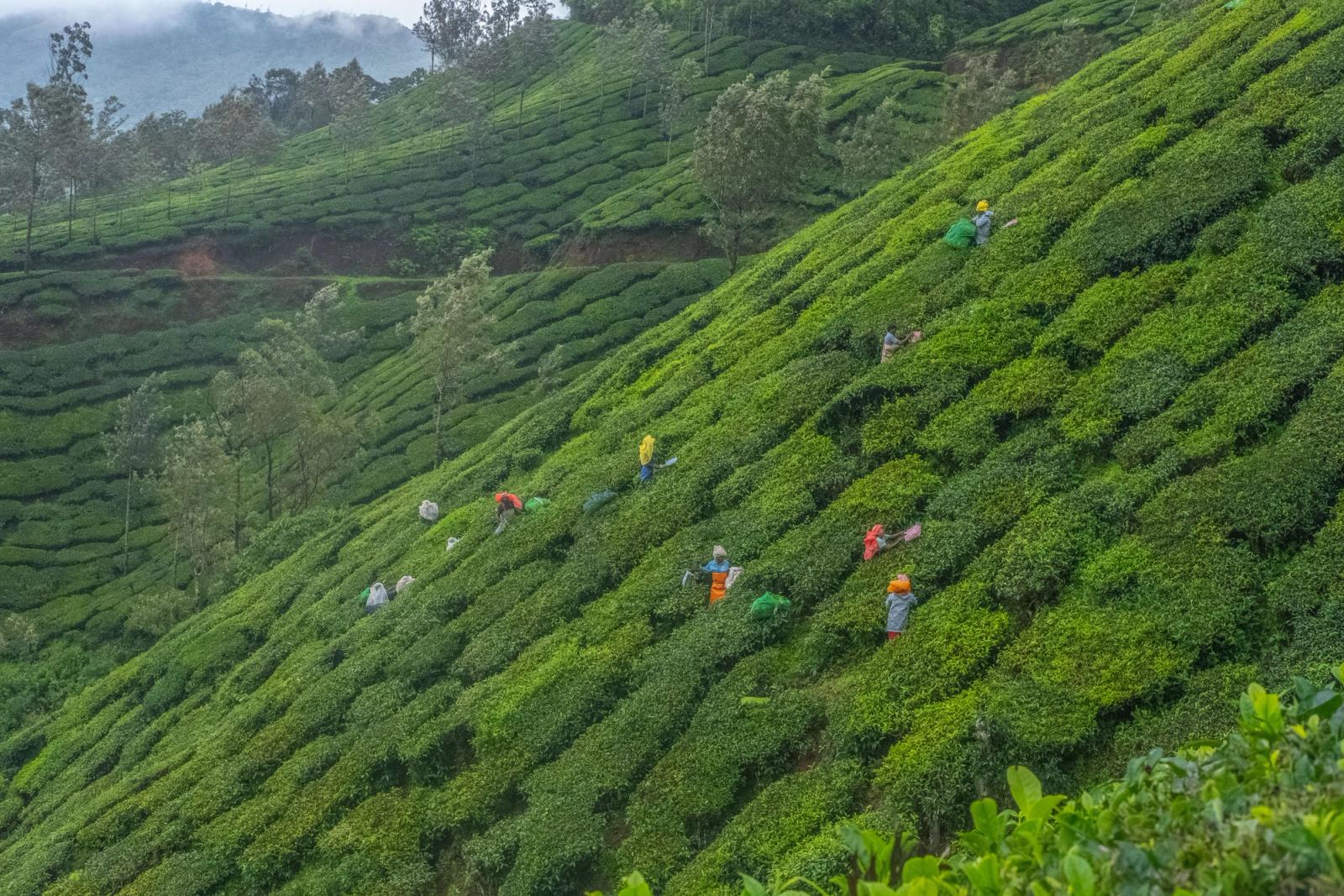 Workers picking tea leaves across a steep terraced plantation