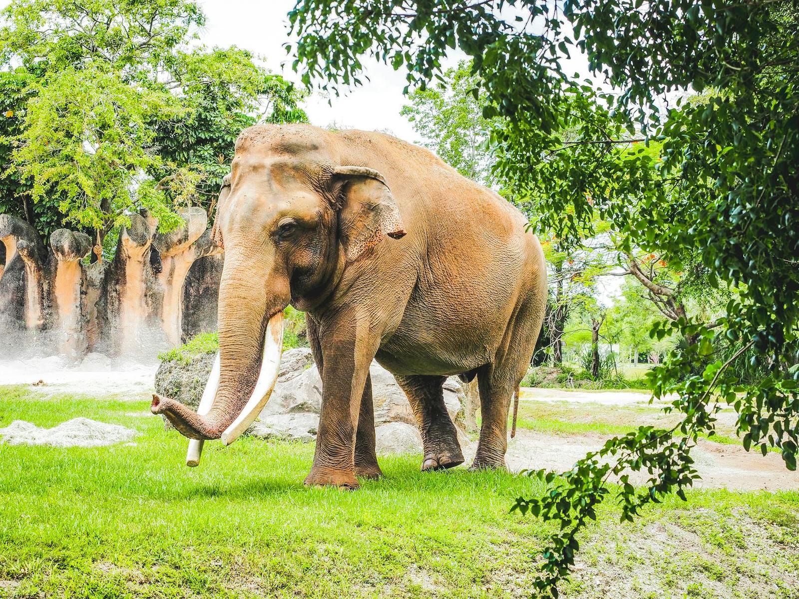 A large tusked elephant standing on grass in a park enclosure