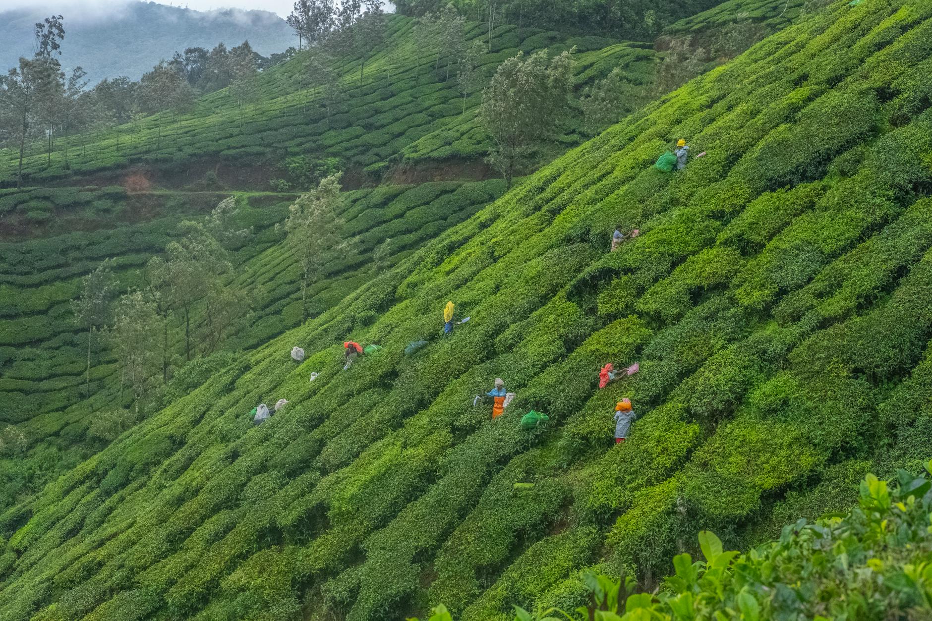 Munnar on day 3, India