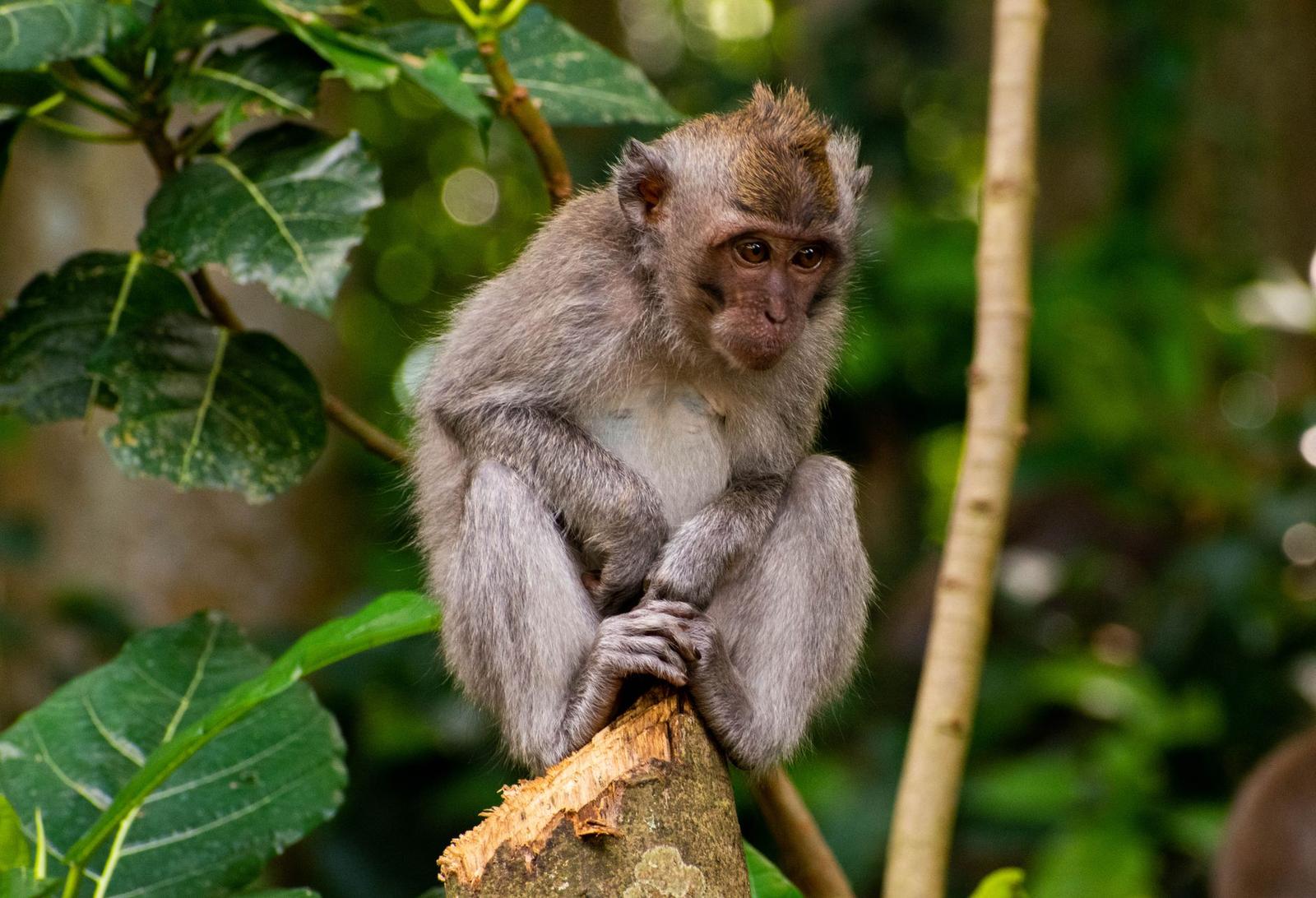 Jungle hopper — Ubud, Indonesia