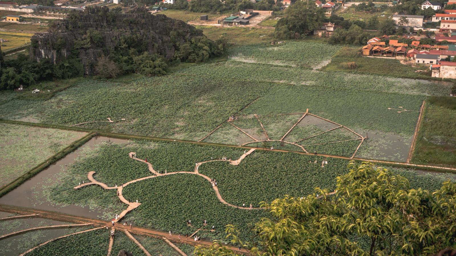 Scenic aerial view of expansive lotus fields in Ninh Binh, Vietnam, showcasing rural beauty