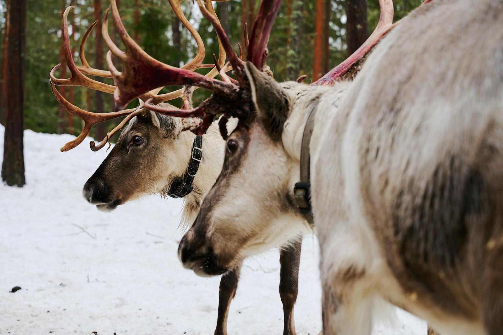 Reindeer on day 3, Finland + Switzerland + France
