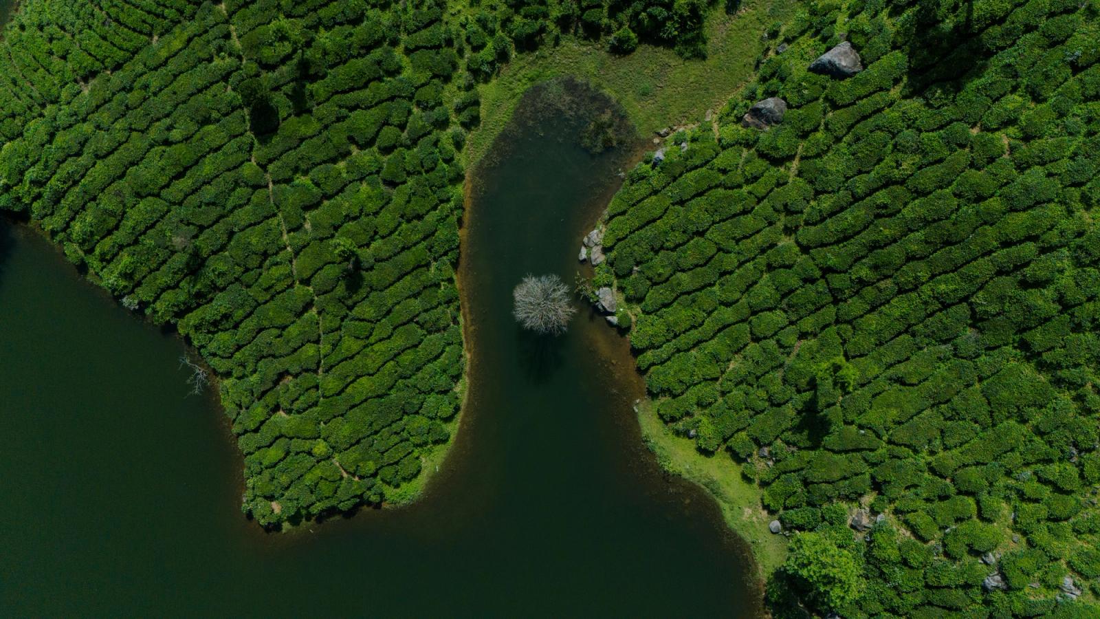 Stunning aerial shot of lush green tea plantations and a winding river in Munnar, Kerala, India