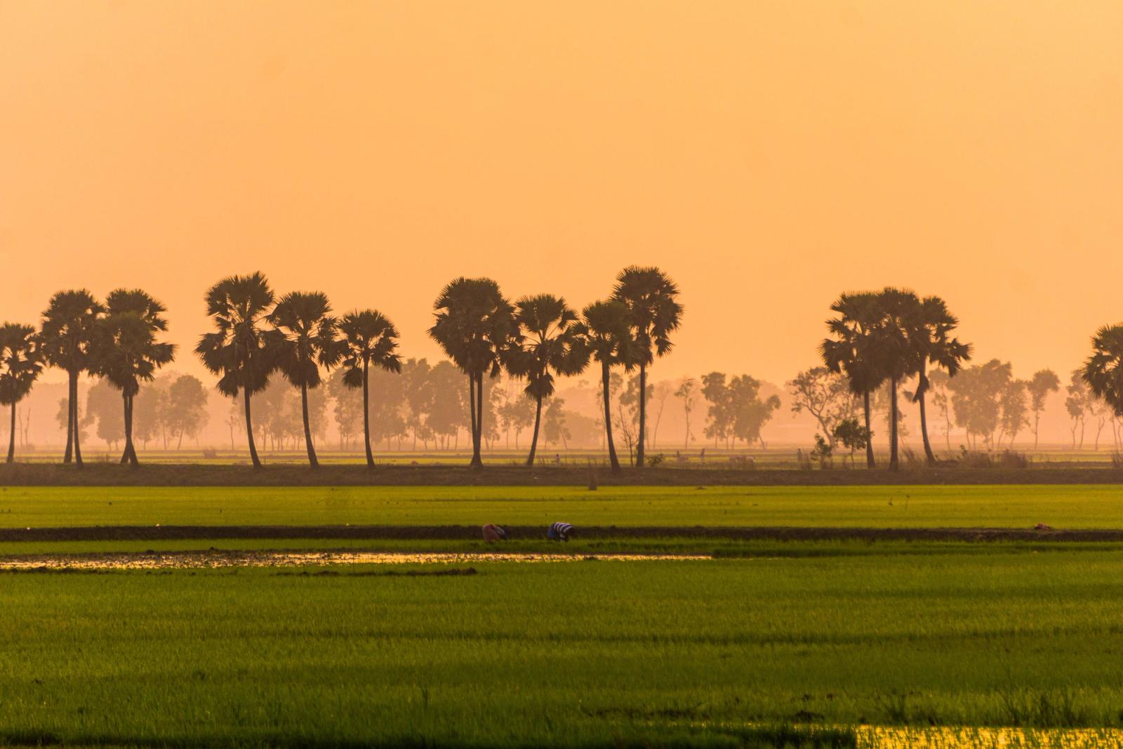 Serene landscape of palm trees silhouetted by a sunset over green fields in Midnapore, India