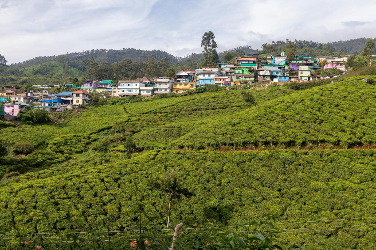 Colourful hillside houses overlooking terraced tea gardens
