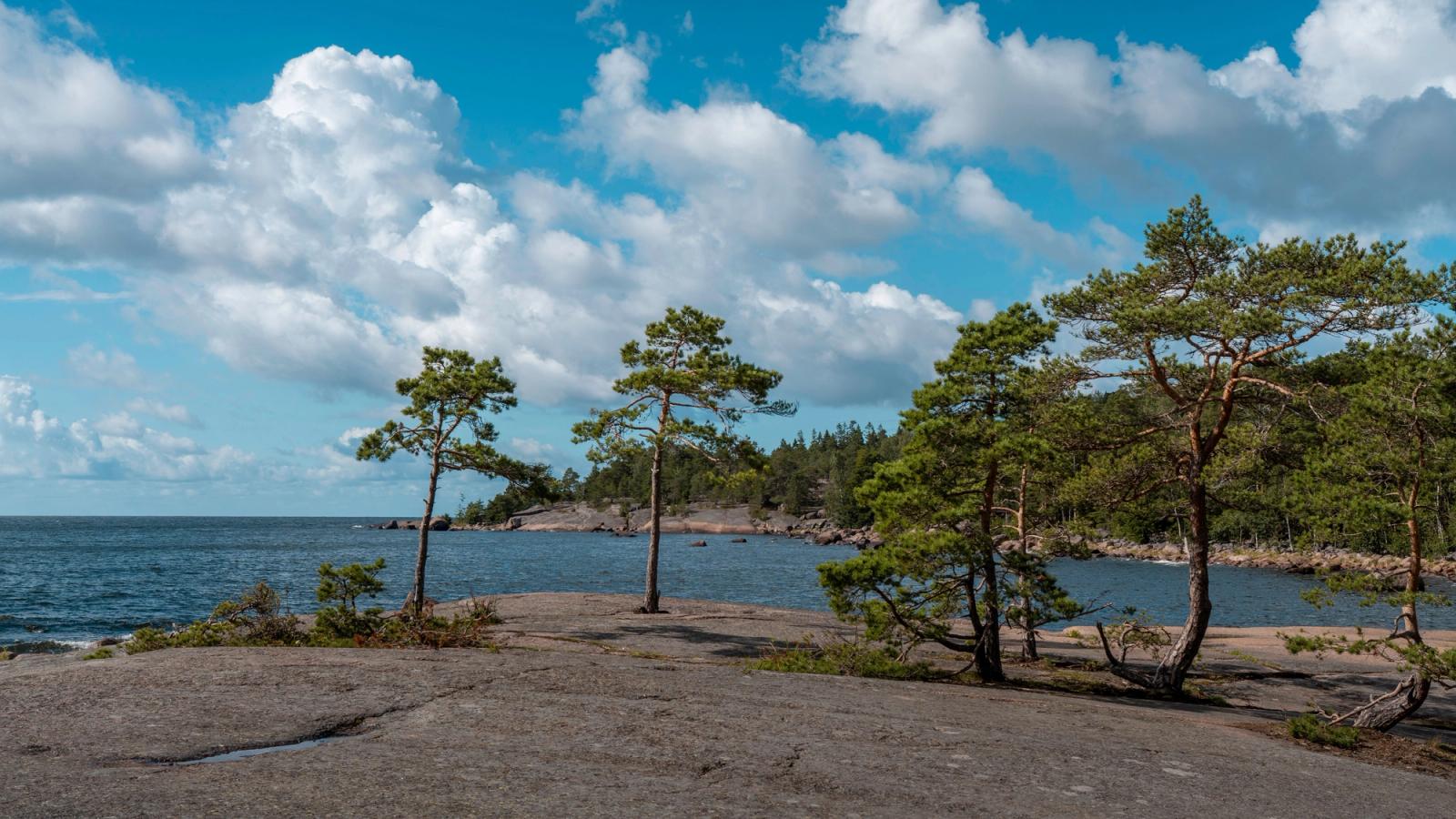 Tranquil coastal scene with pine trees and rocky shore under a blue sky and clouds