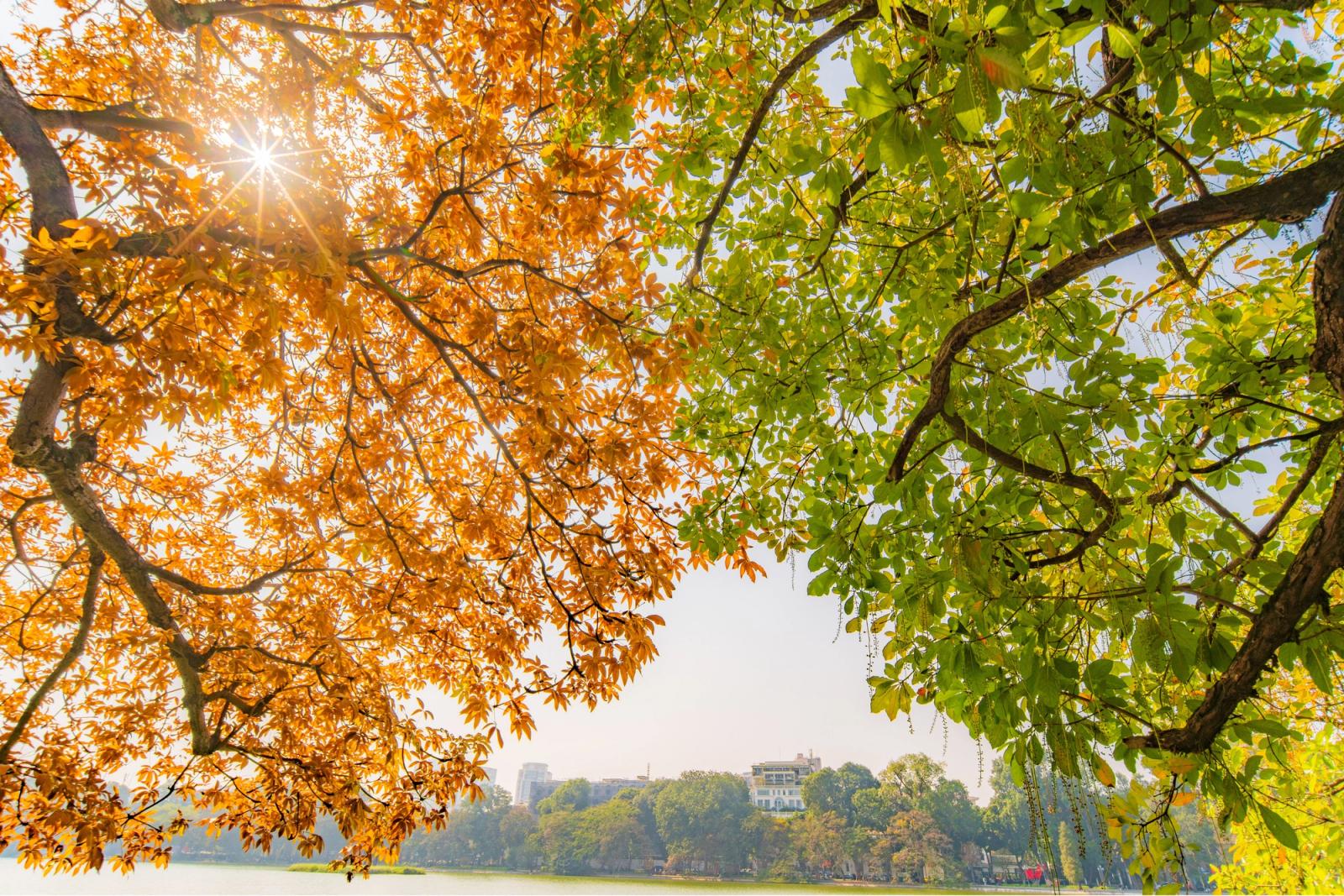 Beautiful autumn and spring foliage over a lake in Hanoi, Vietnam, showcasing seasonal contrast