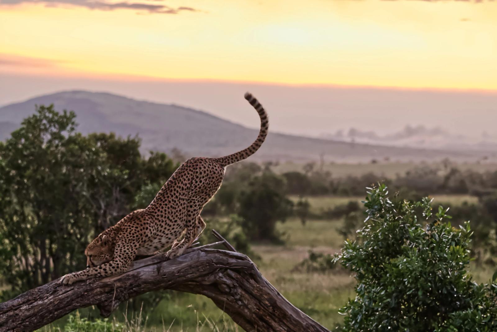 Cheetah gracefully stretching on a tree at sunset in Kenya's savannah