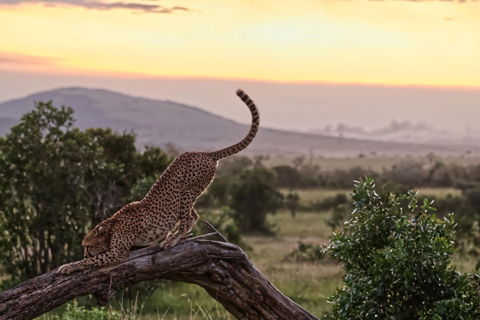 Cheetah gracefully stretching on a tree at sunset in Kenya's savannah