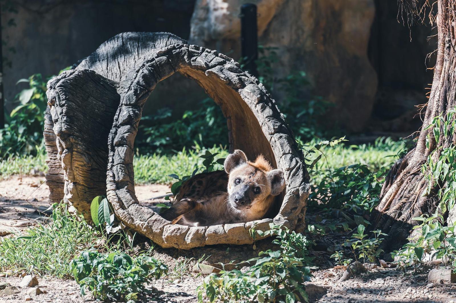 A spotted hyena resting inside a curved wooden tunnel enclosure