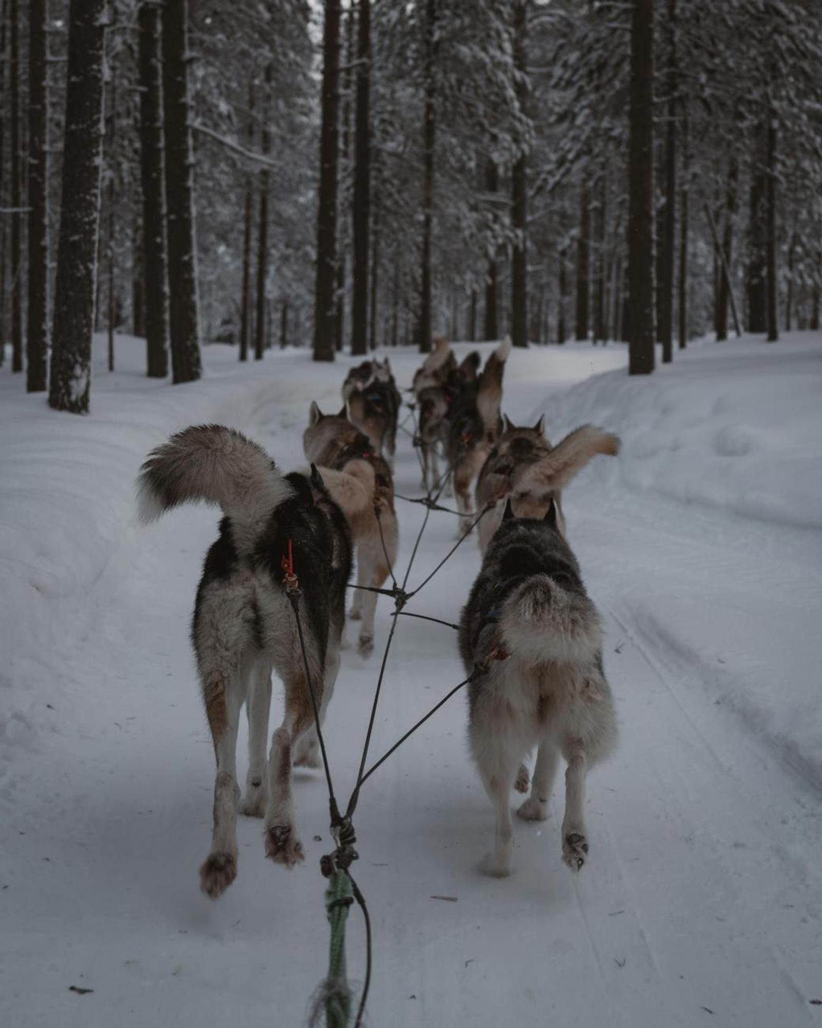 Team of sled dogs pulling a musher along a snowy forest trail