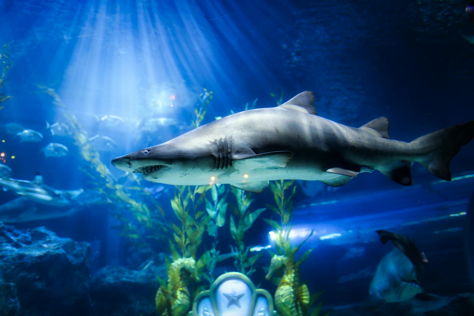 Tiger Topia & Underwater World, Thailand