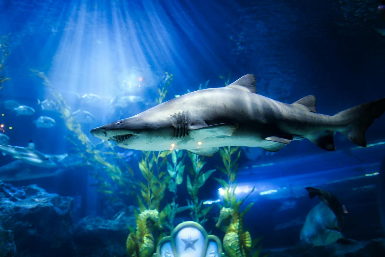Tiger Topia & Underwater World, Thailand