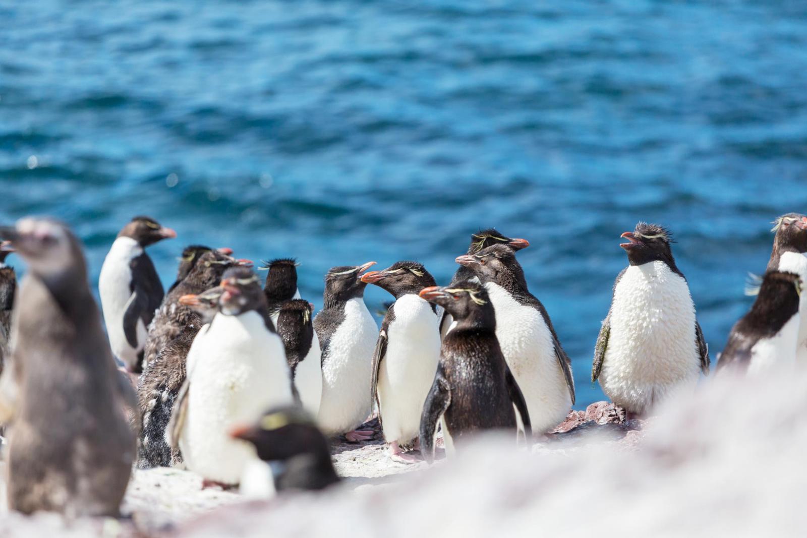 Phillip Island – Penguin Parade
