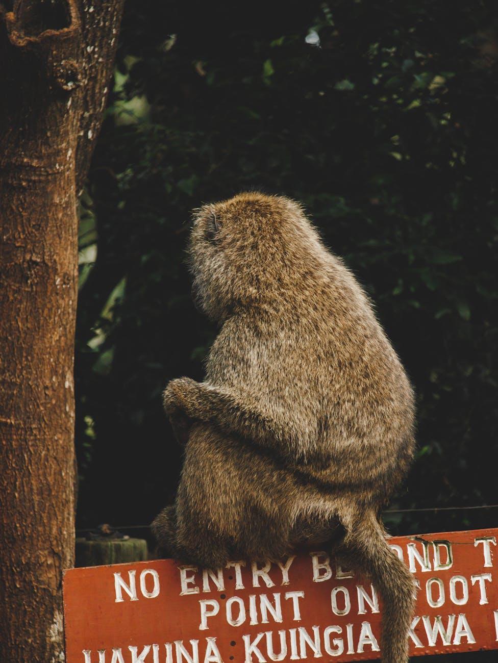 Nairobi Aberdare National Park — Kenya