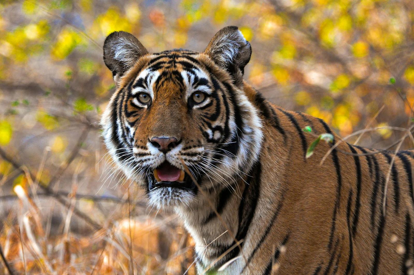 A close-up of a tiger's face looking directly at the camera among dry foliage