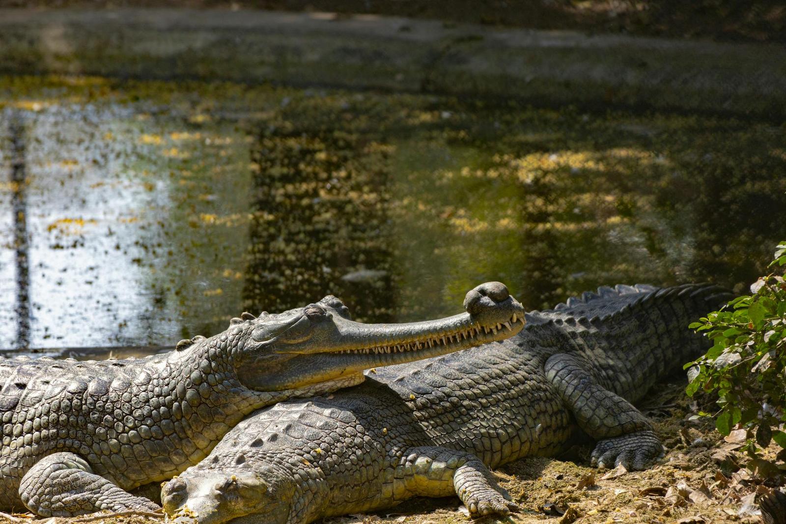 Saltwater Crocodile Sanctuary — Odisha, India