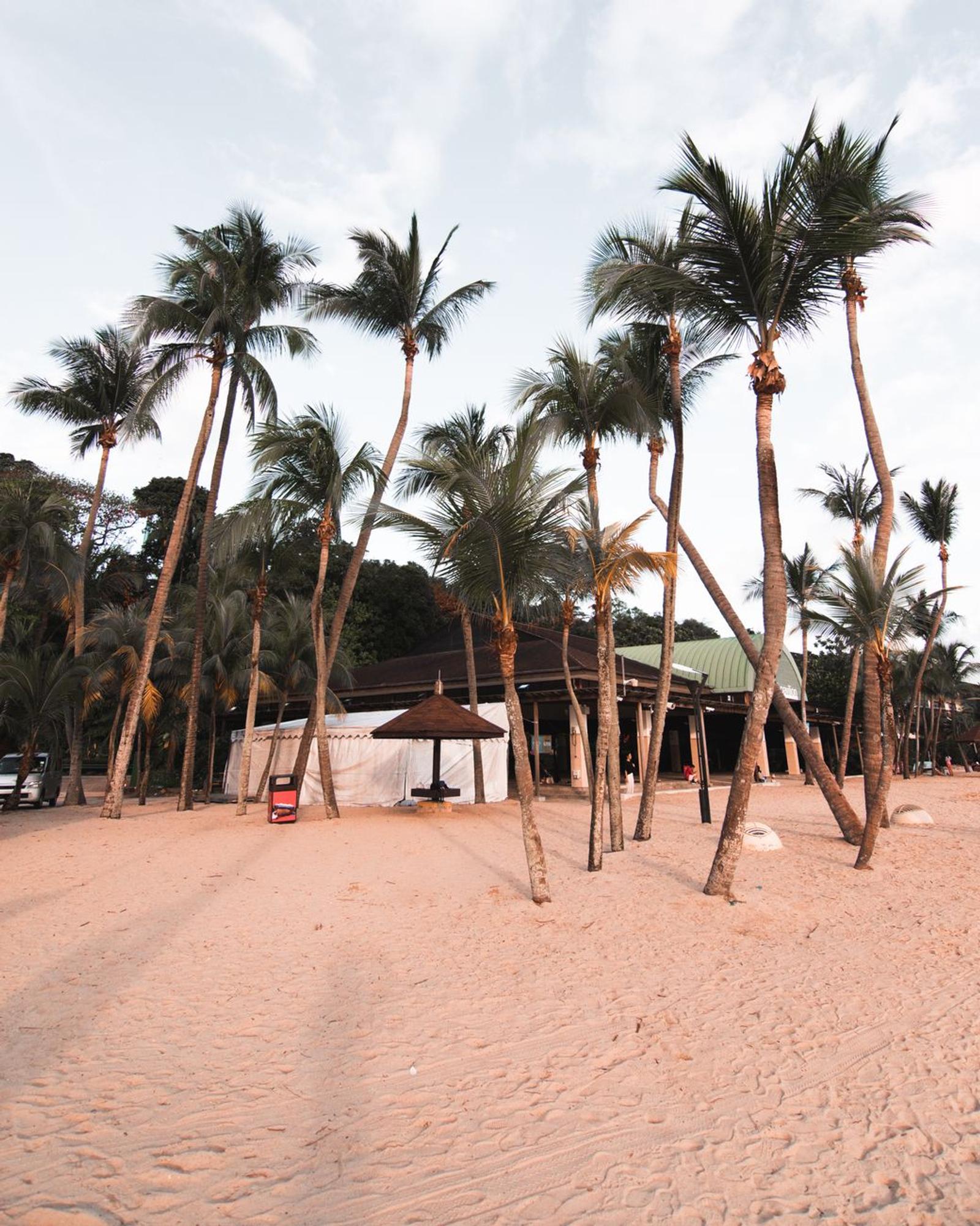 Coconut palms lining a quiet sandy beach at dusk
